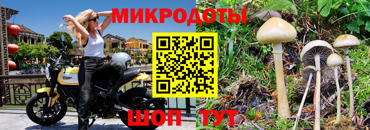 Псилоцибиновые грибы Psilocybine cubensis Архангельск